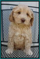 Macy Ollie pups 7 wks old 101