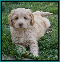 Macy Ollie pups 7 wks old 271000