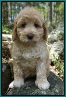 Macy Ollie pups 8 wks old 241