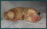 Macy Ollie pups newborn 121