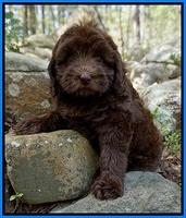 Trousdale family: Guradian "Sugar Bear"