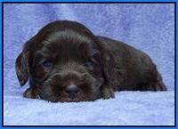 Macy Ollie pups 3 wks old 1 139