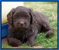 Macy Ollie pups 5 wks old 5220
