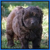 Macy Ollie pups 7 wks old 341000