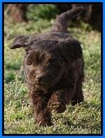 Macy Ollie pups 7 wks old 361000