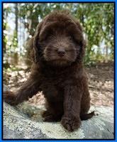 Macy Ollie pups 8 wks old 281