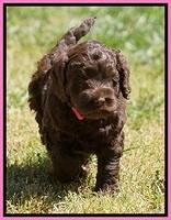 Liza TRAce pups 5 wks old 31