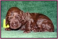 Liza Trace pups 2 wks old 31