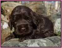 Liza Trace pups 3 wks old 11