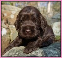 Liza Trace pups 3 wks old 21