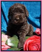 Liza Trace pups 4 wks old 41