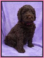 Liza Trace pups 6 wks old 21