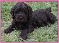 Liza Trace pups 6 wks old 31