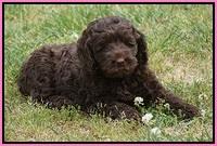 Liza Trace pups 7 wks old 31