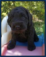 Liza TRAce pups 5 wks old 41