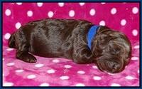 Liza Trace pups 1 wk old 31