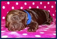 Liza Trace pups 1 wk old 51