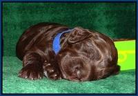 Liza Trace pups 2 wks old 51