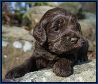 Liza Trace pups 3 wks old 41