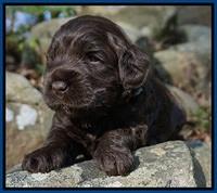 Liza Trace pups 3 wks old 51