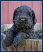 Liza Trace pups 4 wks old 71