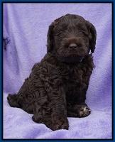 Liza Trace pups 6 wks old 51