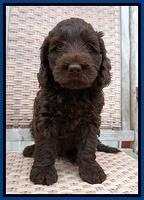 Liza Trace pups 7 wks old 61