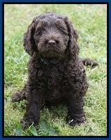 Liza Trace pups 7 wks old 91