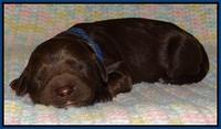 Liza Trace pups new born 31