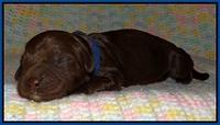 Liza Trace pups new born 41