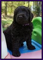 Liza TRAce pups 5 wks old 71