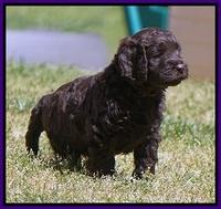 Liza TRAce pups 5 wks old 81