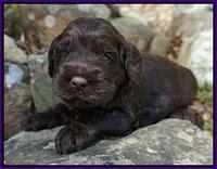 Liza Trace pups 3 wks old 82