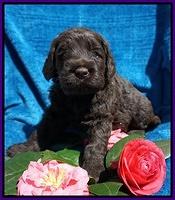 Liza Trace pups 4 wks old 131