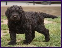 Liza Trace pups 5 wks old 7200