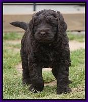 Liza Trace pups 5 wks old 8200