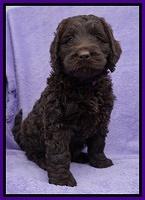 Liza Trace pups 6 wks old 61