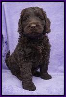 Liza Trace pups 6 wks old 71