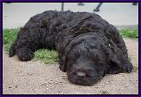 Liza Trace pups 6 wks old 81