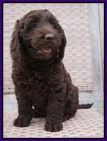 Liza Trace pups 7 wks old 101