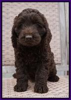 Liza Trace pups 7 wks old 111