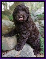 Liza Trace pups 8 wks old 61