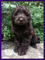 Liza Trace pups 8 wks old 81