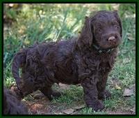 Liza TRAce pups 5 wks old 131