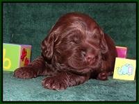 Liza Trace pups 2 wks old 111