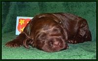 Liza Trace pups 2 wks old 131