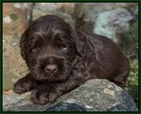 Liza Trace pups 3 wks old 102