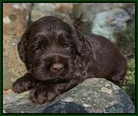 Liza Trace pups 3 wks old 112