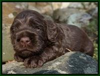 Liza Trace pups 3 wks old 92