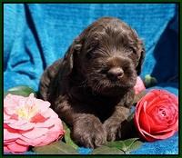 Liza Trace pups 4 wks old 151